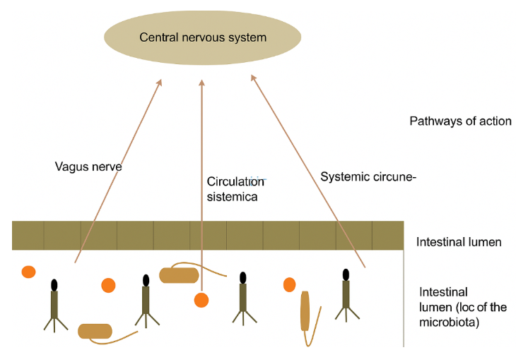 MICROBIOTA – GUT – BRAIN AXIS.PNG